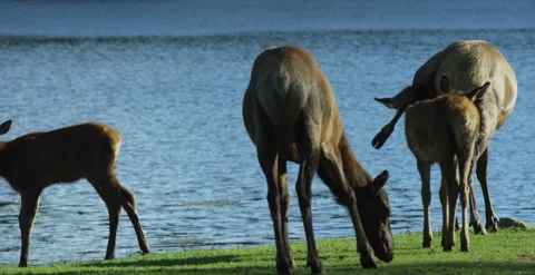 Deer grazing on the side of a lake Stock Footage 146148637