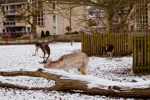 Deer Grazing in a Snowy Park Stock Photos