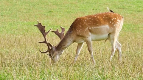 Deer, grazing stag Video stock 66690378