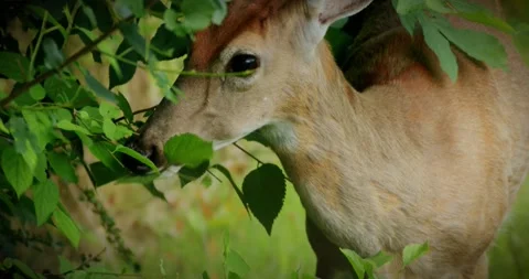 Deer Grazing In Suburban Backyard Stock Footage 244668974