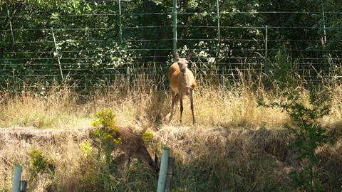 Deer Grazing In The Sun By A Stream 库存影片 136699859