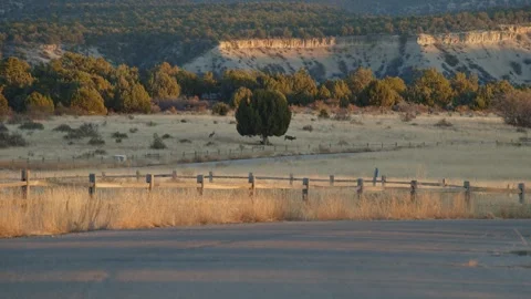 Deer grazing at sunset Stock Footage 265495334