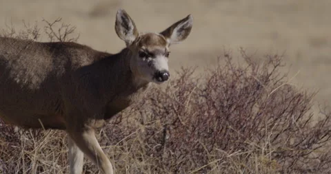 Deer Grazing in Sunshine Stock Footage 294868944