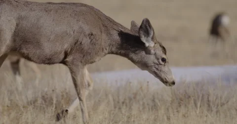 Deer Grazing in Sunshine Stock Footage 297227297