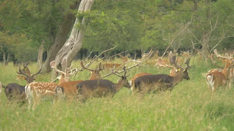 Deer Grazing In A Tall Grass Stock Footage 152621735