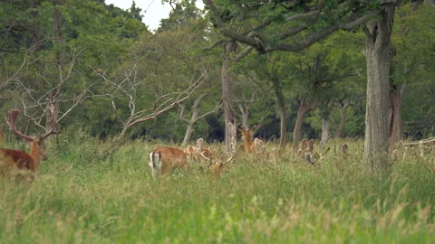 Deer Grazing in A Tall Grass Stock Footage 152622002
