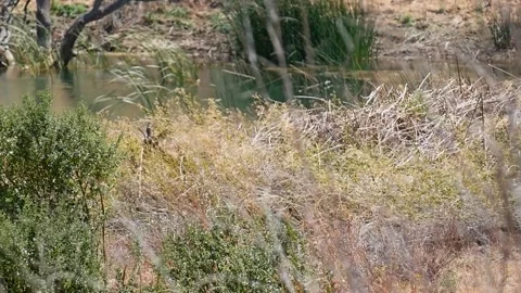 Deer Grazing in the Tall Gress By the River (Nature Footage) Stock Footage 283284021