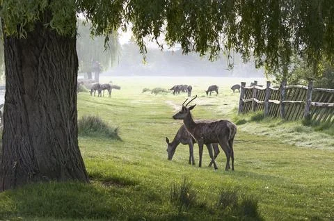 Deer grazing under the willow tree Fotos Stock