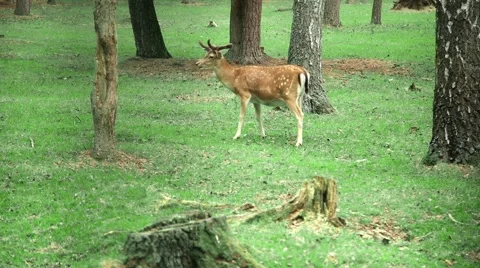 Deer is grazing in the wild Stock Footage 64316461