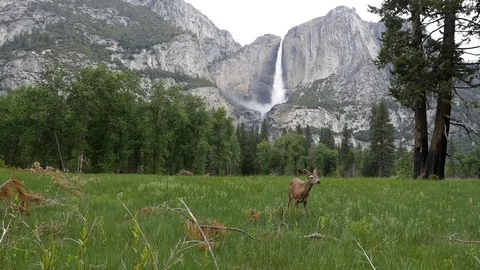 Deer grazing in Yosemite Stock Footage 108185282