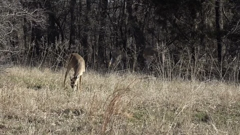 Deer Grazing9 Stock Footage 104991112