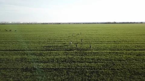 Deer on green field Stock Footage 91386112