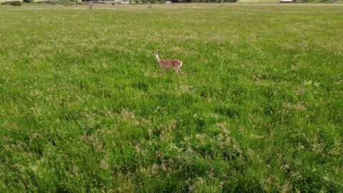Deer in green field with mountains Stock Footage 312031306
