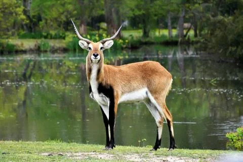 A deer in a green forest Fotos de archivo