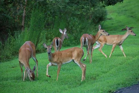 Deer In Green Grass Stock Photos