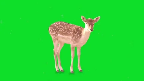 Deer on green screen. The concept of animal, wildlife, games, back to schoo.. Stock Footage 307007251
