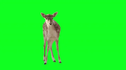 Deer on green screen. Stock Footage