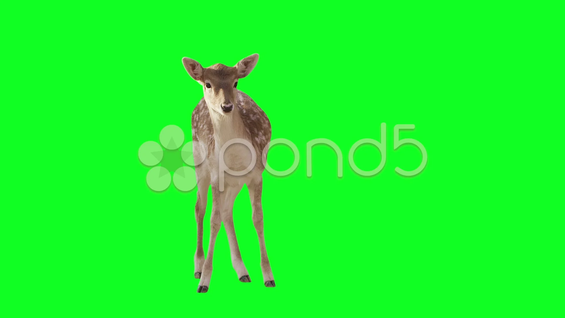 Животные хромакей футаж слон. Олень футаж. Green deer. Green deer. Nerd green лого.