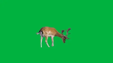 Deer Greenscreen 122 Stock Footage 198652907