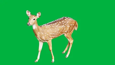Deer Greenscreen 720p Stock-Footage 198383845