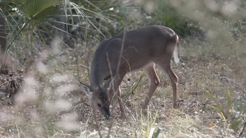 Deer greet each other in pine forest in Florida Stock Footage 187318053