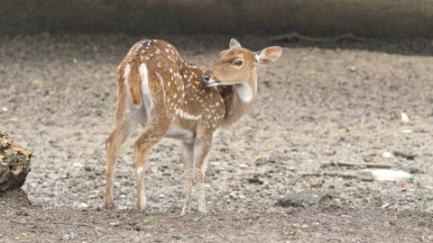 A deer on the ground Stock Footage 141501319