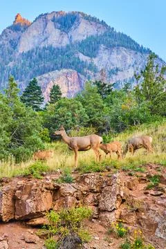 Deer in group at top of cliffs with large mountains in the distance 스톡 사진