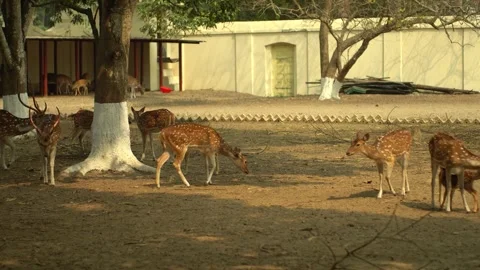 Deer group walking and grazing in the zoo. Video stock 332600234