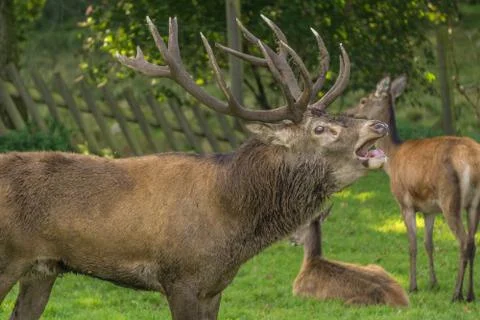 Deer grunting Stock Photos