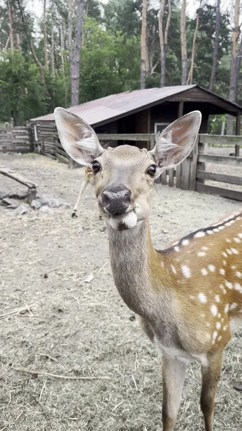Deer happily eats carrots Video stock 280031571