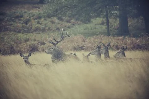 Deer Hareem Foto stock