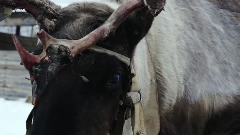 Deer with a harness close-up. Stock Footage 170364729