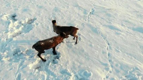 Deer have strayed from the herd and are grazing in the tundra. Stock Footage 170053618