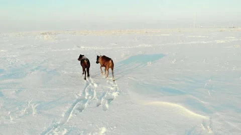 Deer have strayed from the herd and are grazing in the tundra. Stock Footage 170054426