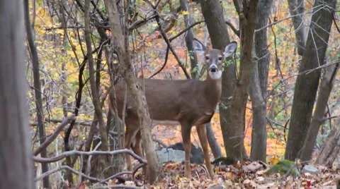 DEER HD Video stock 998265