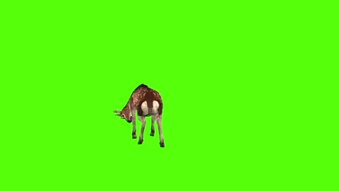 Deer Head Attack Green Screen Animation 4K Rendering Stock-Footage 278137639