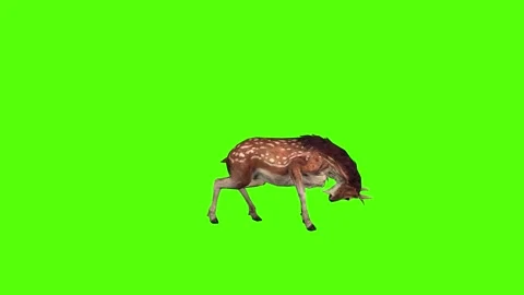 Deer Head Attack Green Screen Animation 4K Rendering Stock-Footage 278137644