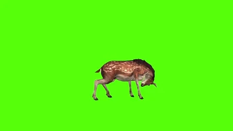 Deer Head Attack Green Screen Animation 4K Rendering Stock-Footage 278137646