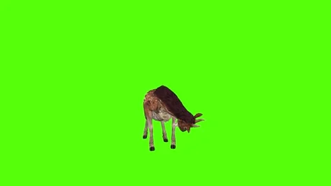 Deer Head Attack Green Screen Animation 4K Rendering Stock Footage 278137648