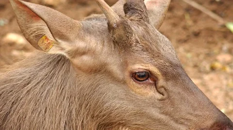 Deer, head, close-up. Stock-Footage 63044701