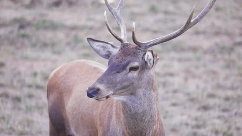 Deer head in close-up - super slow motion Video stock 162888440