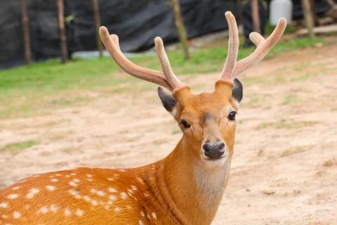 Deer head closeup Stock Photos