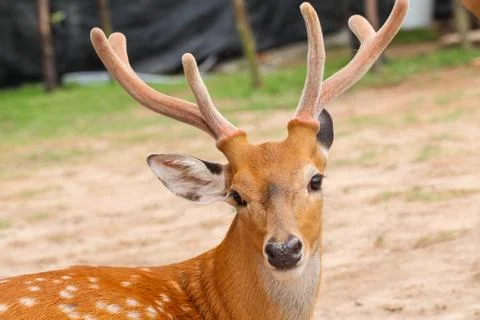 Deer head closeup Foto stock