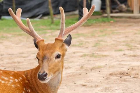 Deer head closeup Foto stock