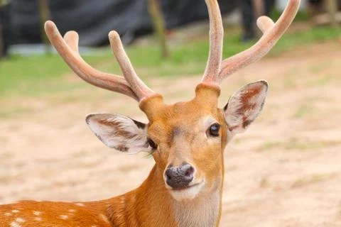 Deer head closeup Foto stock