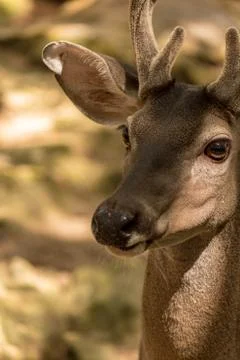 Deer head closeup Stock Photos