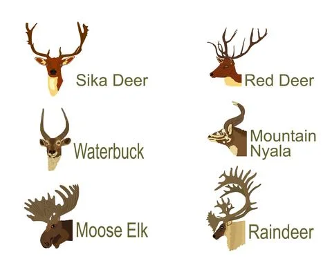Deer head collection vector illustration isolated on white Stock Illustration
