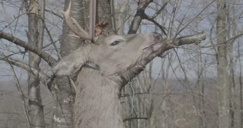 Deer Head Stock Footage 169427141