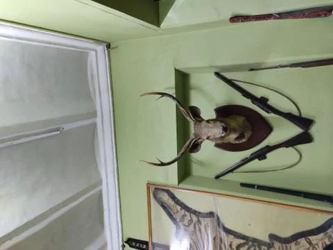 Deer head at museum Stock Photos