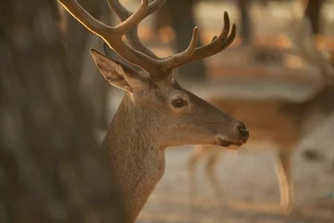Deer head Stock Photos
